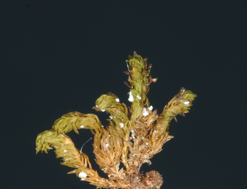 Zygodon rupestris